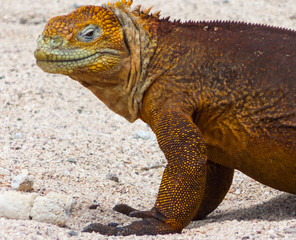 Close-up of a land iguana from the Galapagos Islands of Ecuador