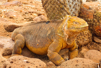 Close-up of a land iguana from the Galapagos Islands of Ecuador