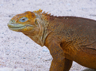 Close-up of a land iguana from the Galapagos Islands of Ecuador