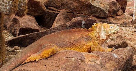 Close-up of a land iguana from the Galapagos Islands of Ecuador
