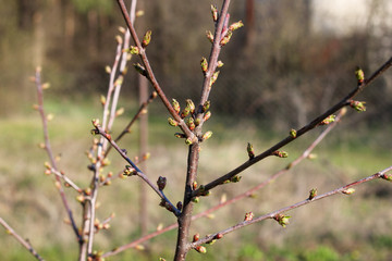 Blooming green buds in a spring garden