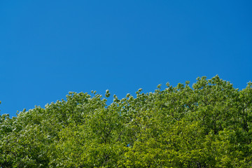 Fototapeta premium Blue sky and fresh green background