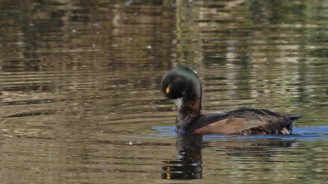 New Zealand Scaup Preening Feathers On Lake  During Summer In New Zealand. - closeup shot