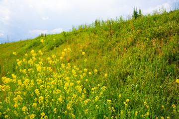 Obraz premium 菜の花