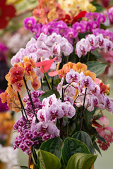 Composizione floreale con orchidee di diversi colori