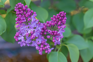 Blossoming syringa. Lilac branch in springtime. Violet florets of lilac spring in orchard. Nature wallpaper blurry background.