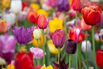 Tulipani colorati
