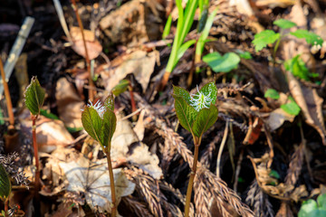 ヒトリシズカ　春の花　山野草