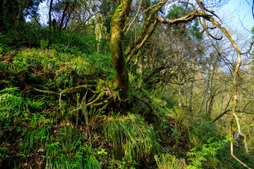 Fototapeta premium 森の中 木の根元