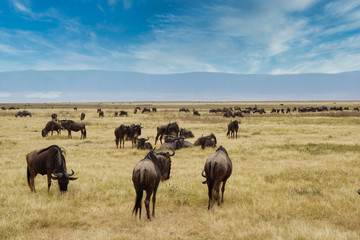 Naklejka na ściany i meble herd of wildebeest