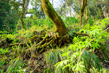 森の中　木の根元