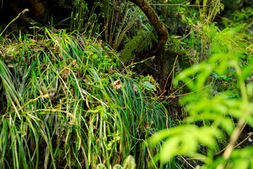 森の中　木の根元