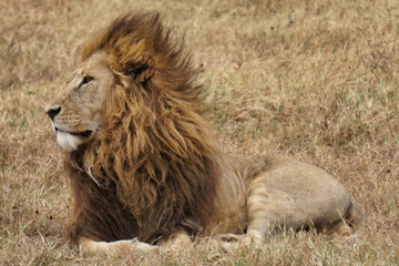 Lion, Tanzania