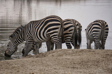 Fototapeta na wymiar Zebra's at a water hole