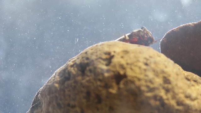 Close up of Giant water bug eating mealworm beetle