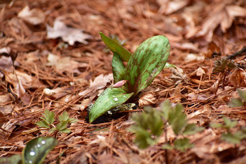 カタクリのつぼみ