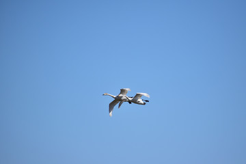 並んで飛ぶ白鳥と青空