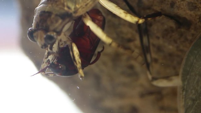 Close up of Giant water bug eating mealworm beetle