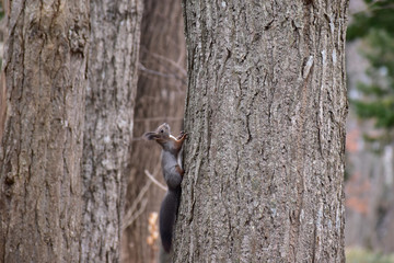 木を上る冬のエゾリス
