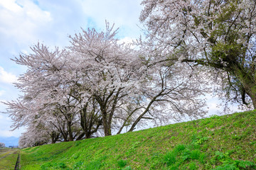 Obraz premium 桜 満開 秋田県大仙市中仙