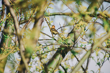 Yellow Wagtail (Motacilla Flava) on a branch