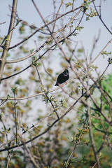Blackbird sitting on a branch in Canada