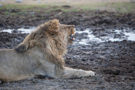 Side View Of Lion Roaring On Field