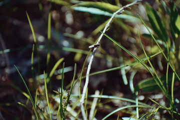 An ordinary fly sits on the green grass close-up with a blurry background