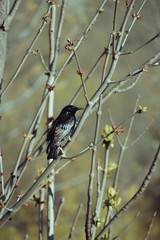 Blackbird sitting on a branch in Canada