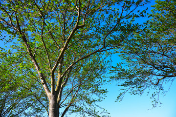 Fototapeta premium 葉桜