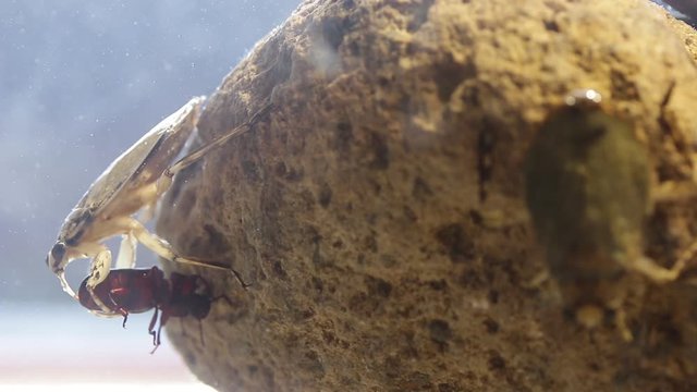 Giant water bug juvenile eating mealworm beetle