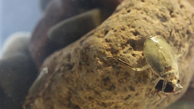 Giant water bug juvenile eating mealworm beetle