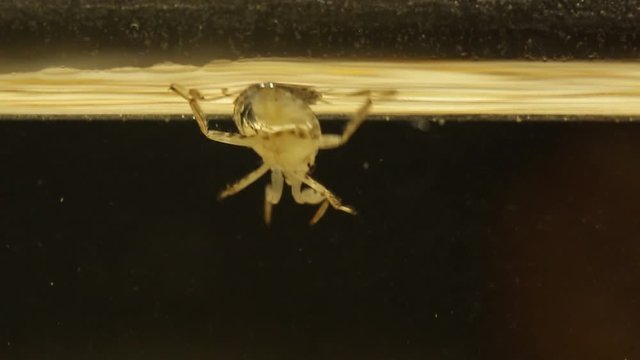 Young ginat water bug swimming by the surface