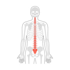 Human spine anatomy vector illustration
