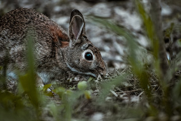 A little brown rabbit on the grassland in summer 
