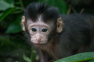 Malasian Monkey macaque