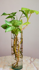 Hojas verdes en el jarron