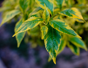 Hojas verdes y amarillas del campo