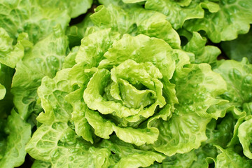 lettuce vegetable salad growing in rural farmland