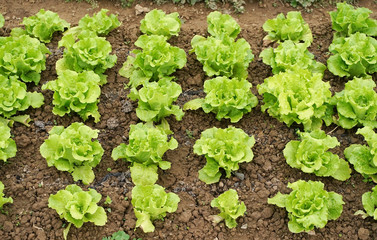 lettuce vegetable salad growing in rural farmland