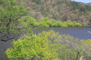 봄날 호수가의 아름다운 풍경