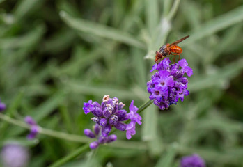 Exotic Orange fly laying on a beautiful magenta flower getting some nectar, hence creating a peaceful image scene.