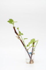 Isolated rooted grapevine cuttings with green young leaves on a white background. The process of growing vines at home.