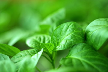 Green plant wallpaper. Selective focus on leaf between blurred green backdrop. Macro