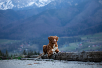hiking with a dog. Nova Scotia Duck Tolling Retriever in the mountains, in the valley