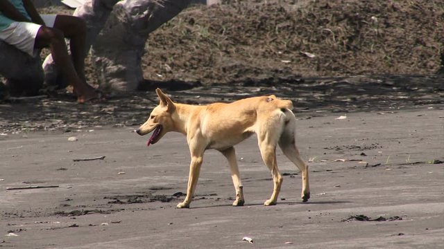 Dingo dog walking through village 