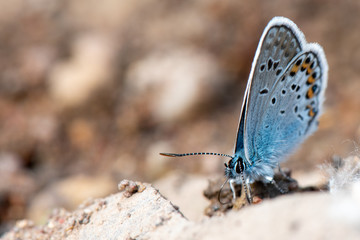 butterfly on the ground