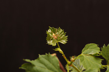 Rooted grape cuttings on a dark blurry background. The process of growing vines.