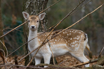 fallow deer in the branches of a wood watching me