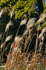 closeup Miscanthus in the botanical garden before sunset. Miscanthus floridulus, the Pacific Island silvergrass, is a species of perennial grass in the family Poaceae.